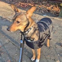 Piccolina, liebe Hündin sucht Familie, Hündin zur Adoption