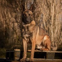 SIMBA, chien à adopter