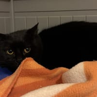 PRIMROSE, chatte à adopter