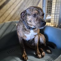 PATTOUNE, chien à adopter