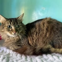 DIVA, chatte à adopter