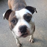 BALOU, chien à adopter