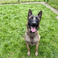 WOLF, chien à adopter