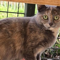 GOURMANDISE, chatte à adopter