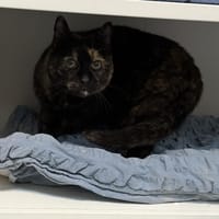 KATNISS, chatte à adopter