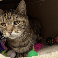 elya, chat à adopter