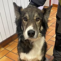 Chito, chien à adopter