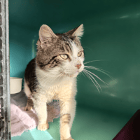 ACCALMIE C, chat à adopter