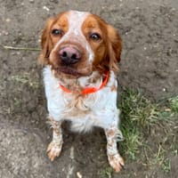 ULYSSE HAA24695, chien à adopter