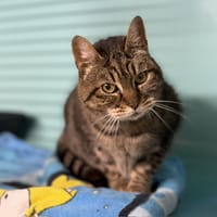 Perline CAB5156, chatte à adopter