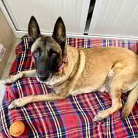 JUNIOR, chien à adopter