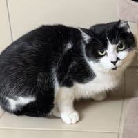 Chaplin CAB5154, chat à adopter