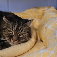 BILLY, chatte à adopter