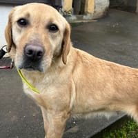 REINE, chienne à adopter