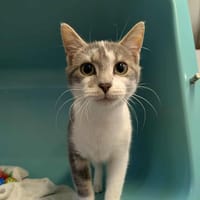 SUSHI, chat à adopter