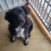Camaya, chienne à adopter