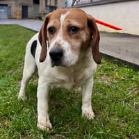 RIMEL, chienne à adopter