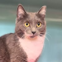 Zoé, chatte à adopter