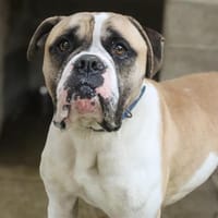 PEP'S, chien à adopter