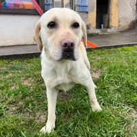 TAMARA, chienne à adopter