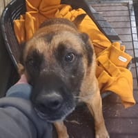 GAJO (pas sté), chien à adopter