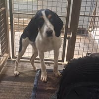 MIURA, chienne à adopter