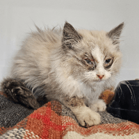 ANGE, chatte à adopter