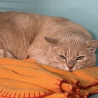 César CAB5108, chat à adopter