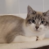 JADOR, chat à adopter