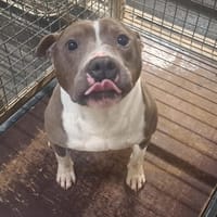 LUTH (pas sté), chien à adopter