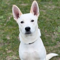 Luzin CAA14652, chien à adopter