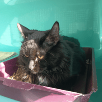 EYRIÉ C, chat à adopter