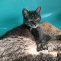 DURLIEU C, chat à adopter