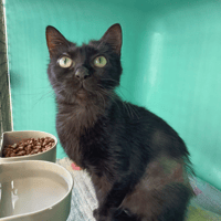 TIANA C, chatte à adopter