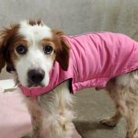 MAX QCN, chien à adopter