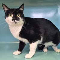 Wendy, chatte à adopter