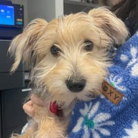 THEO QCN (reserve), chien à adopter