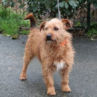 NAUTILUS HAA24701, chien à adopter