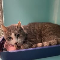 GRIBOUILLE, chat à adopter