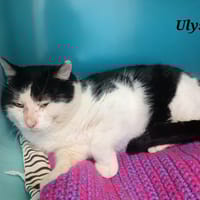 ULYSSE, chat à adopter
