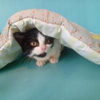 NYX, chatte à adopter