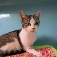 SASHIMI, chatte à adopter