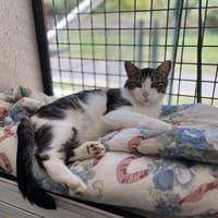 COMPOTE C, chatte à adopter