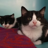 LYNN CHA14378, chatte à adopter