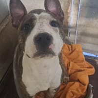 SENJU, chien à adopter