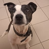 Neige, chienne à adopter