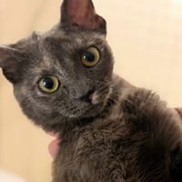 ANNE, chatte à adopter