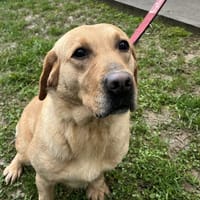 SIDNEY, chienne à adopter