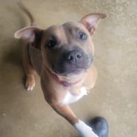 Daisy, chienne à adopter