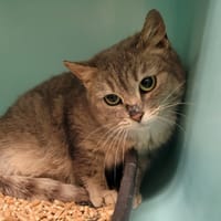 Stichat, chatte à adopter